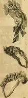 Picture 57 of 496 from Godey's lady's book 1863 Jan -June; Jul - Dec (1863), leaf 123