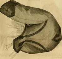 An illustration from Godey's lady's book 1863 Jan -June; Jul - Dec (1863)
