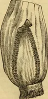 An illustration from Godey's lady's book 1863 Jan -June; Jul - Dec (1863)