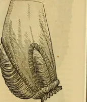 An illustration from Godey's lady's book 1863 Jan -June; Jul - Dec (1863)
