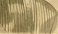 An illustration from Godey's lady's book 1863 Jan -June; Jul - Dec (1863)