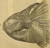 An illustration from Godey's lady's book 1863 Jan -June; Jul - Dec (1863)
