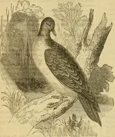An illustration from Godey's lady's book 1864 Jan -June; Jul - Dec (1864)