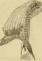 An illustration from Godey's lady's book 1864 Jan -June; Jul - Dec (1864)