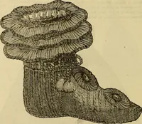 An illustration from Godey's lady's book 1864 Jan -June; Jul - Dec (1864)