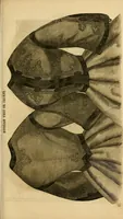 An illustration from Godey's lady's book 1864 Jan -June; Jul - Dec (1864)