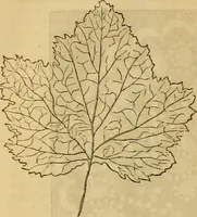 Picture 130 of 439 from Godey's lady's book 1864 Jan -June; Jul - Dec (1864), leaf 290