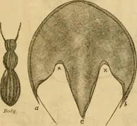Picture 193 of 439 from Godey's lady's book 1864 Jan -June; Jul - Dec (1864), leaf 467