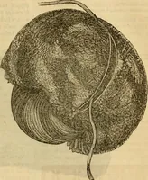 An illustration from Godey's lady's book 1864 Jan -June; Jul - Dec (1864)
