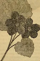 An illustration from Godey's lady's book 1864 Jan -June; Jul - Dec (1864)