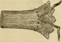 An illustration from Godey's lady's book 1864 Jan -June; Jul - Dec (1864)