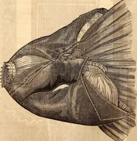 Picture 24 of 53 from Godey's lady's book (1840), leaf 65
