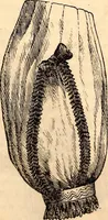 An illustration from Godey's lady's book (1840)