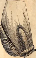 An illustration from Godey's lady's book (1840)