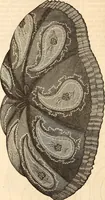 Picture 39 of 52 from Godey's lady's book (1840), leaf 81