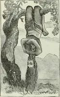 Picture 98 of 276 from Gods and devils of mankind : the whole dark picture strikingly contrasted with the beauty and purity of revealed religion / by Frank S. Dobbins ; assisted by Hon. S. Wells Williams (1897), leaf 285
