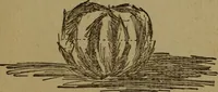 Picture 14 of 15 from Good times with the juniors (1904), leaf 131