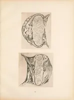 An illustration from Gothic alphabets (1897)