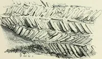 An illustration from Gothic architecture in England and France (1911)