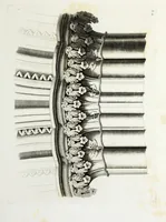 Picture 18 of 109 from Gothic ornaments in the cathedral church of York (1795), leaf 48