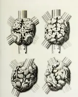 An illustration from Gothic ornaments in the cathedral church of York (1795)