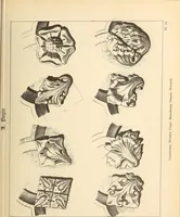Picture 21 of 95 from Gothic ornaments, selected from various ancient buildings in England and France : exhibiting numerous specimens of every description of decorative detail, from the XIth. to the beginning of the XVIth. cent. (1900), leaf 49