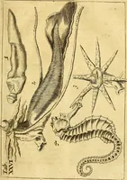 An illustration from Gottorffische Kunst-Kammer : worinnen allerhand ungemeine Sachen, so theils die Natur, theils künstliche Hände hervor gebracht und bereitet : vor diesem aus allen vier Theilen der Welt zusammen getragen, und vor einigen Jahren beschrieben, auch mit behörigen Kupffern gezieret (1674)