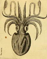 An illustration from Gottorffische Kunst-Kammer : worinnen allerhand ungemeine Sachen, so theils die Natur, theils künstliche Hände hervor gebracht und bereitet : vor diesem aus allen vier Theilen der Welt zusammen getragen, und vor einigen Jahren beschrieben, auch mit behörigen Kupffern gezieret (1674)