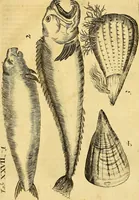 An illustration from Gottorffische Kunst-Kammer : worinnen allerhand ungemeine Sachen, so theils die Natur, theils künstliche Hände hervor gebracht und bereitet : vor diesem aus allen vier Theilen der Welt zusammen getragen, und vor einigen Jahren beschrieben, auch mit behörigen Kupffern gezieret (1674)