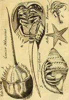 An illustration from Gottorffische Kunst-Kammer : worinnen allerhand ungemeine Sachen, so theils die Natur, theils künstliche Hände hervor gebracht und bereitet : vor diesem aus allen vier Theilen der Welt zusammen getragen, und vor einigen Jahren beschrieben, auch mit behörigen Kupffern gezieret (1674)