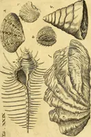 An illustration from Gottorffische Kunst-Kammer : worinnen allerhand ungemeine Sachen, so theils die Natur, theils künstliche Hände hervor gebracht und bereitet : vor diesem aus allen vier Theilen der Welt zusammen getragen, und vor einigen Jahren beschrieben, auch mit behörigen Kupffern gezieret (1674)
