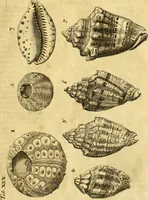 An illustration from Gottorffische Kunst-Kammer : worinnen allerhand ungemeine Sachen, so theils die Natur, theils künstliche Hände hervor gebracht und bereitet : vor diesem aus allen vier Theilen der Welt zusammen getragen, und vor einigen Jahren beschrieben, auch mit behörigen Kupffern gezieret (1674)