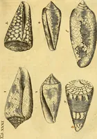 An illustration from Gottorffische Kunst-Kammer : worinnen allerhand ungemeine Sachen, so theils die Natur, theils künstliche Hände hervor gebracht und bereitet : vor diesem aus allen vier Theilen der Welt zusammen getragen, und vor einigen Jahren beschrieben, auch mit behörigen Kupffern gezieret (1674)