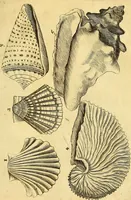 An illustration from Gottorffische Kunst-Kammer : worinnen allerhand ungemeine Sachen, so theils die Natur, theils künstliche Hände hervor gebracht und bereitet : vor diesem aus allen vier Theilen der Welt zusammen getragen, und vor einigen Jahren beschrieben, auch mit behörigen Kupffern gezieret (1674)