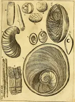 An illustration from Gottorffische Kunst-Kammer : worinnen allerhand ungemeine Sachen, so theils die Natur, theils künstliche Hände hervor gebracht und bereitet : vor diesem aus allen vier Theilen der Welt zusammen getragen, und vor einigen Jahren beschrieben, auch mit behörigen Kupffern gezieret (1674)
