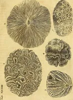 An illustration from Gottorffische Kunst-Kammer : worinnen allerhand ungemeine Sachen, so theils die Natur, theils künstliche Hände hervor gebracht und bereitet : vor diesem aus allen vier Theilen der Welt zusammen getragen, und vor einigen Jahren beschrieben, auch mit behörigen Kupffern gezieret (1674)