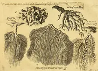 An illustration from Gottorffische Kunst-Kammer : worinnen allerhand ungemeine Sachen, so theils die Natur, theils künstliche Hände hervor gebracht und bereitet : vor diesem aus allen vier Theilen der Welt zusammen getragen, und vor einigen Jahren beschrieben, auch mit behörigen Kupffern gezieret (1674)
