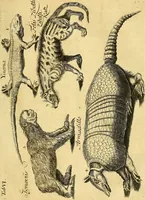 An illustration from Gottorffische Kunst-Kammer : worinnen allerhand ungemeine Sachen, so theils die Natur, theils künstliche Hände hervor gebracht und bereitet : vor diesem aus allen vier Theilen der Welt zusammen getragen, und vor einigen Jahren beschrieben, auch mit behörigen Kupffern gezieret (1674)