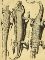An illustration from Gottorffische Kunst-Kammer : worinnen allerhand ungemeine Sachen, so theils die Natur, theils künstliche Hände hervor gebracht und bereitet : vor diesem aus allen vier Theilen der Welt zusammen getragen, und vor einigen Jahren beschrieben, auch mit behörigen Kupffern gezieret (1674)