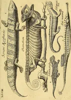 An illustration from Gottorffische Kunst-Kammer : worinnen allerhand ungemeine Sachen, so theils die Natur, theils künstliche Hände hervor gebracht und bereitet : vor diesem aus allen vier Theilen der Welt zusammen getragen, und vor einigen Jahren beschrieben, auch mit behörigen Kupffern gezieret (1674)