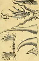 An illustration from Gottorffische Kunst-Kammer : worinnen allerhand ungemeine Sachen, so theils die Natur, theils künstliche Hände hervor gebracht und bereitet : vor diesem aus allen vier Theilen der Welt zusammen getragen, und vor einigen Jahren beschrieben, auch mit behörigen Kupffern gezieret (1674)