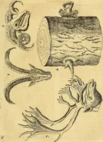 An illustration from Gottorffische Kunst-Kammer : worinnen allerhand ungemeine Sachen, so theils die Natur, theils künstliche Hände hervor gebracht und bereitet : vor diesem aus allen vier Theilen der Welt zusammen getragen, und vor einigen Jahren beschrieben, auch mit behörigen Kupffern gezieret (1674)