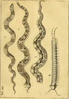 An illustration from Gottorffische Kunst-Kammer : worinnen allerhand ungemeine Sachen, so theils die Natur, theils künstliche Hände hervor gebracht und bereitet : vor diesem aus allen vier Theilen der Welt zusammen getragen, und vor einigen Jahren beschrieben, auch mit behörigen Kupffern gezieret (1674)
