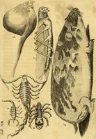 An illustration from Gottorffische Kunst-Kammer : worinnen allerhand ungemeine Sachen, so theils die Natur, theils künstliche Hände hervor gebracht und bereitet : vor diesem aus allen vier Theilen der Welt zusammen getragen, und vor einigen Jahren beschrieben, auch mit behörigen Kupffern gezieret (1674)