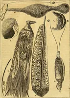 An illustration from Gottorffische Kunst-Kammer : worinnen allerhand ungemeine Sachen, so theils die Natur, theils künstliche Hände hervor gebracht und bereitet : vor diesem aus allen vier Theilen der Welt zusammen getragen, und vor einigen Jahren beschrieben, auch mit behörigen Kupffern gezieret (1674)