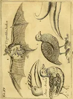 An illustration from Gottorffische Kunst-Kammer : worinnen allerhand ungemeine Sachen, so theils die Natur, theils künstliche Hände hervor gebracht und bereitet : vor diesem aus allen vier Theilen der Welt zusammen getragen, und vor einigen Jahren beschrieben, auch mit behörigen Kupffern gezieret (1674)