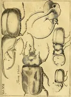 An illustration from Gottorffische Kunst-Kammer : worinnen allerhand ungemeine Sachen, so theils die Natur, theils künstliche Hände hervor gebracht und bereitet : vor diesem aus allen vier Theilen der Welt zusammen getragen, und vor einigen Jahren beschrieben, auch mit behörigen Kupffern gezieret (1674)