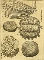 An illustration from Gottorffische Kunst-Kammer : worinnen allerhand ungemeine Sachen, so theils die Natur, theils künstliche Hände hervor gebracht und bereitet : vor diesem aus allen vier Theilen der Welt zusammen getragen, und vor einigen Jahren beschrieben, auch mit behörigen Kupffern gezieret (1674)