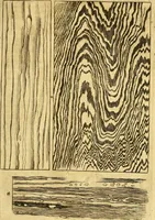An illustration from Gottorffische Kunst-Kammer : worinnen allerhand ungemeine Sachen, so theils die Natur, theils künstliche Hände hervor gebracht und bereitet : vor diesem aus allen vier Theilen der Welt zusammen getragen, und vor einigen Jahren beschrieben, auch mit behörigen Kupffern gezieret (1674)