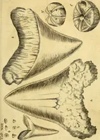 An illustration from Gottorffische Kunst-Kammer : worinnen allerhand ungemeine Sachen, so theils die Natur, theils künstliche Hände hervor gebracht und bereitet : vor diesem aus allen vier Theilen der Welt zusammen getragen, und vor einigen Jahren beschrieben, auch mit behörigen Kupffern gezieret (1674)